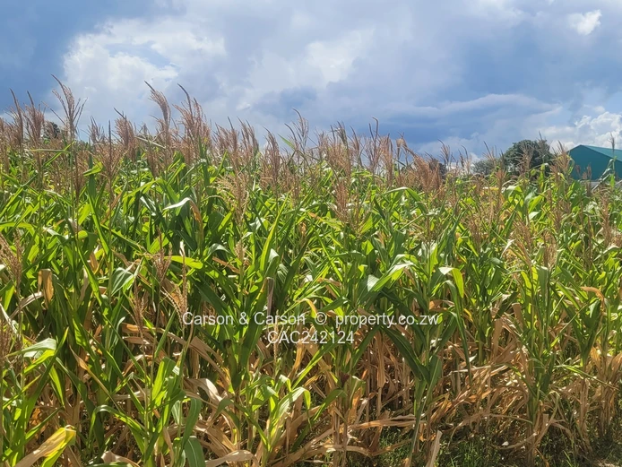 Prime, well established and mature suburb of Chadcombe with massive invetment potential