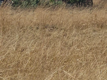 Farm & Agricultural Land