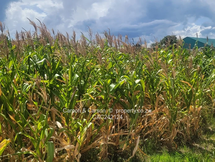 Prime, well established and mature suburb of Chadcombe with massive invetment potential